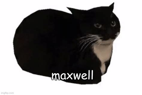 when was maxwell the cat meme made