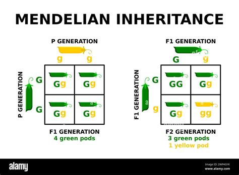 when was mendelian inheritance discovered