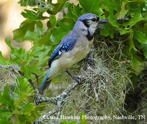 when was the blue jay discovered