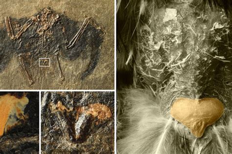 When Was Wax Discovered