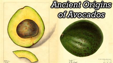 When Were Avocados Discovered