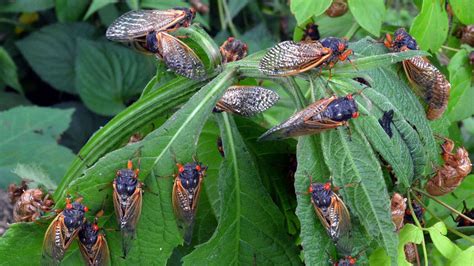 when will cicadas come to va in 2024