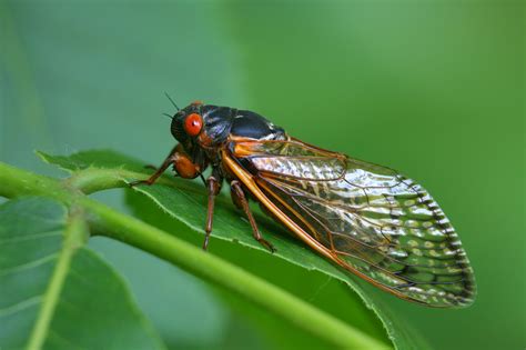 when will cicadas emerge