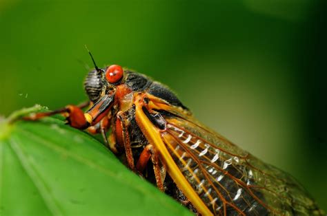 when will dayton ohio see cicadas again