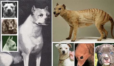 when will dogs go extinct