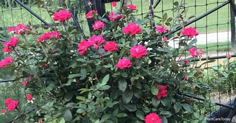 When Will Knockout Roses Bloom