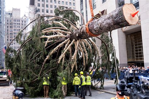When Will The Rockefeller Tree Be Removed