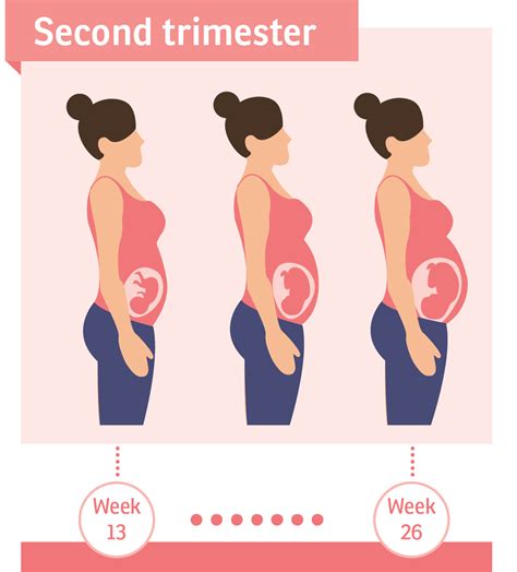 when will the second trimester start