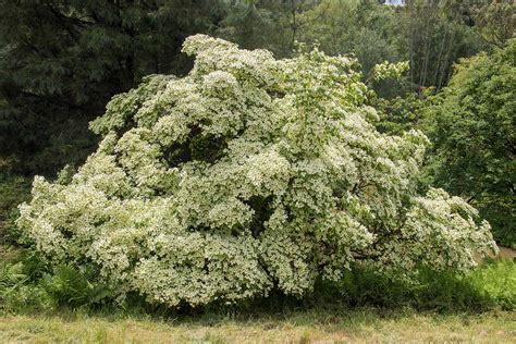 When do cornus kousa bloom?
