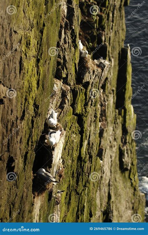 When do fulmars lay eggs?