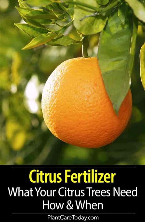 Citrus Fertilizer How To, What To and When To Feed Your Citrus Trees