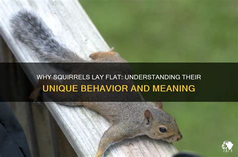 When squirrels lay flat?