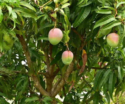5 Tips To Trim A Mango Tree to Keep It Healthy Craft Klatch