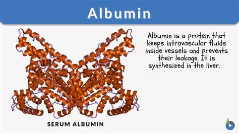 Albumin function, albumin levels and causes of high or low albumin levels