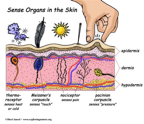Touch and the Sensory Receptors of the Skin Medical knowledge