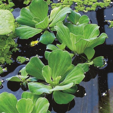 water lettuce, fish tank live plants, tropical aquarium floating pistia