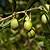 where did the olive tree originate