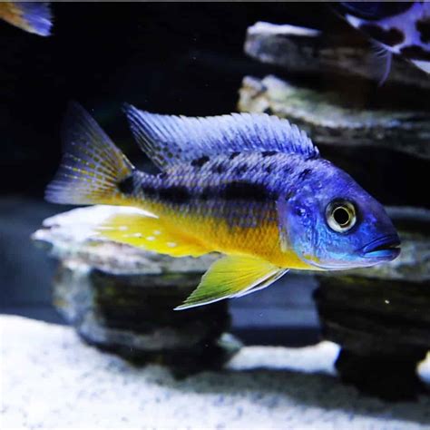AMAZING PICTURES OF AFRICAN CICHLIDS HIGH QUALITY YouTube