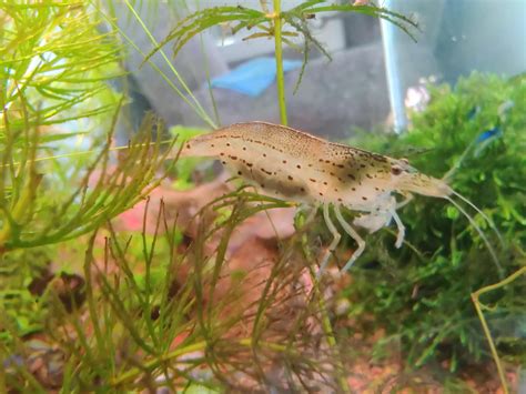 Where do amano shrimp lay their eggs? Congo Fishes