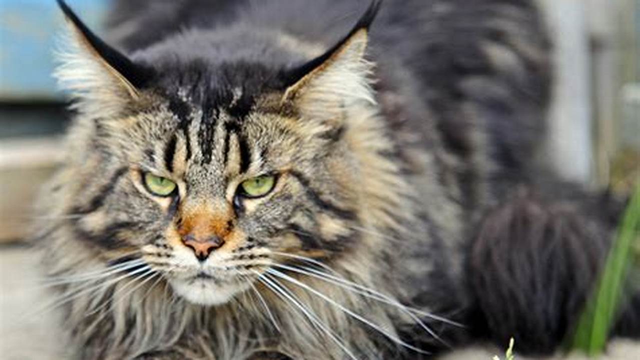 Where Do You Get a Maine Coon Cat