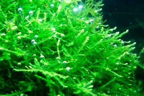 Is Java Moss A Death Trap? Not Java Fern, Sorry Tropical Fish Forums