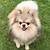 where is pomeranian dog found in india