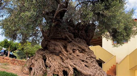 the oldest living olive tree in zakynthos believed to be over 2000