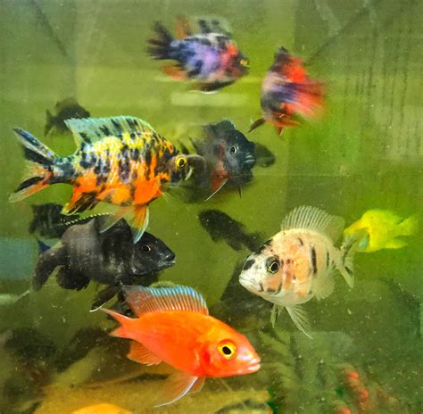 Ngara Flametail Cichlids, African cichlids, Freshwater fish