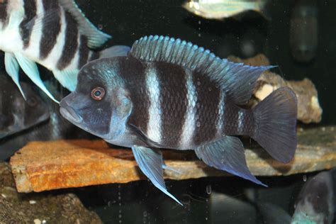 Electric Blue Johanni Cichlid african cichlids fish for sale online