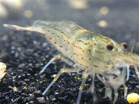 Buy aquarium shrimp online from Absolutely Fish Naturals Page 2