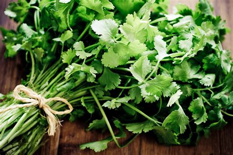 Learn How to Grow Cilantro and Coriander Gardener’s Path