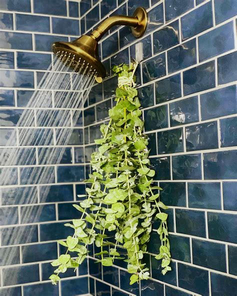 How to Take An Aromatic Eucalyptus Shower Eucalyptus