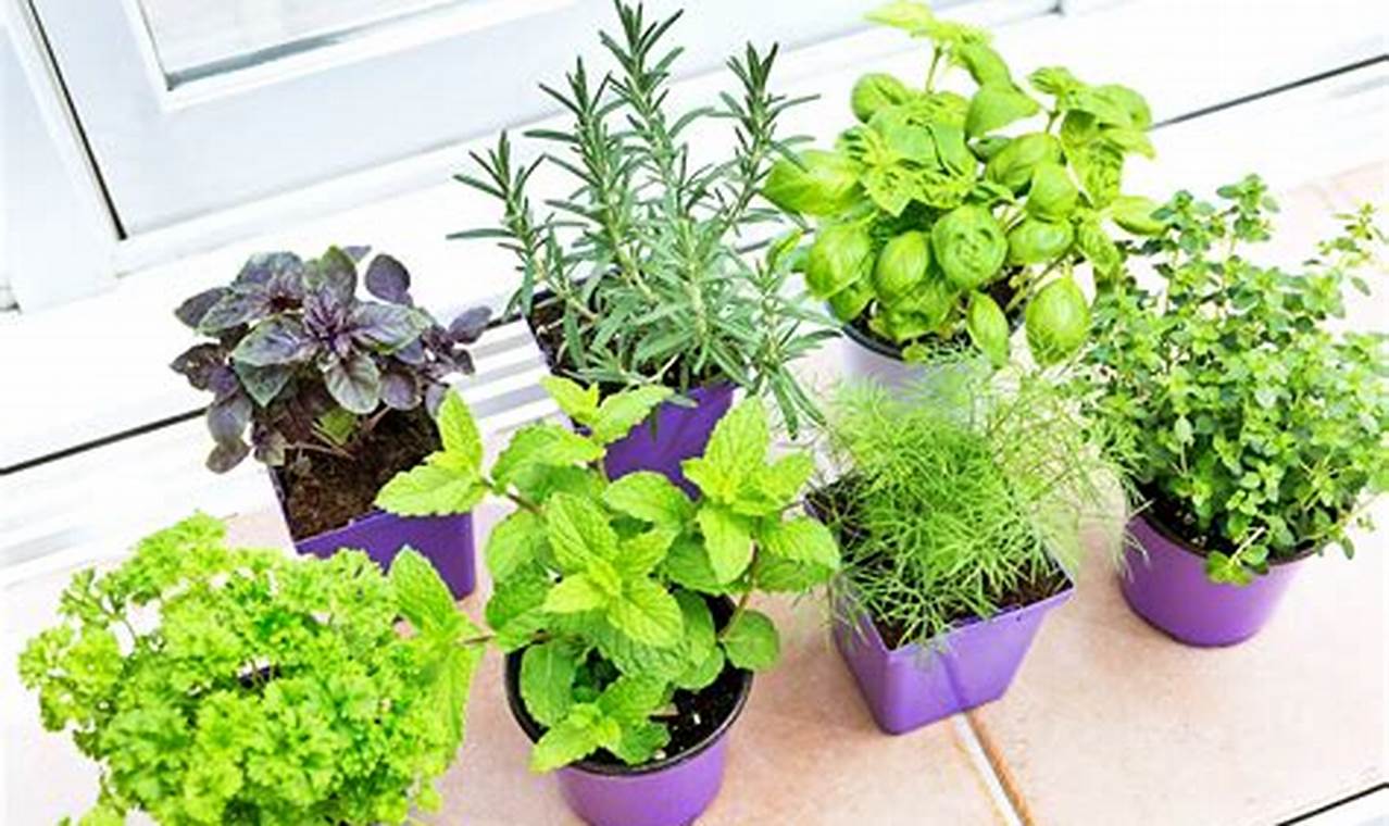Unlock the Secrets to Abundant Herb Gardens: Find Herb Plants Near You