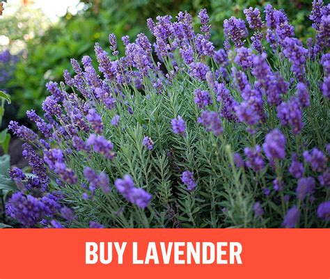 Where To Buy Lavender Plants: A Comprehensive Guide