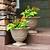 where to buy pots for plants