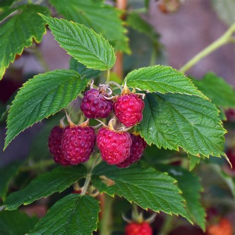 Heritage Raspbery 5 Red Raspberry Plant Everbearing Organic Grown