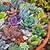 where to buy succulents