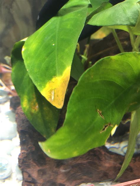 My anubias leaves are turning brown on edges. Got this plant last month