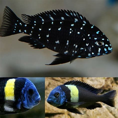 Aulonocara kandeense, Blue Orchid Peacock Cichlid Cichlids, African