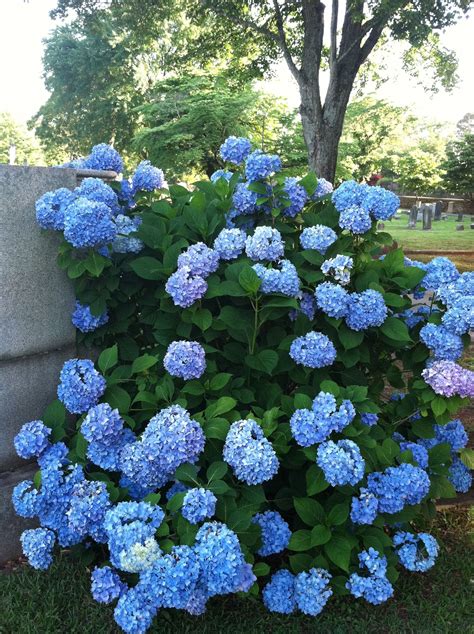 Blue hydrangeas Blue hydrangea, Flower power, Plants