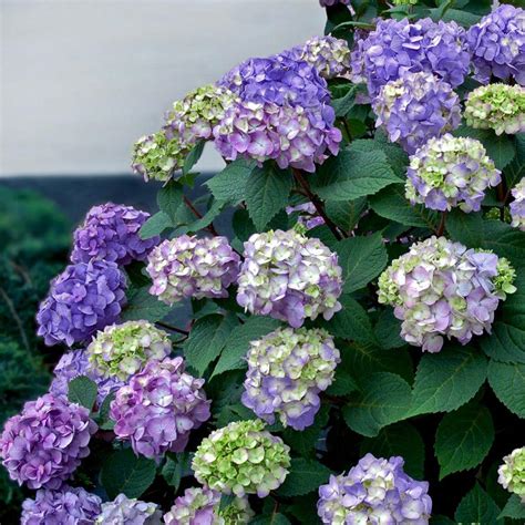 How to Sweet Your Home Garden with Endless Summer Hydrangeas HomesFeed