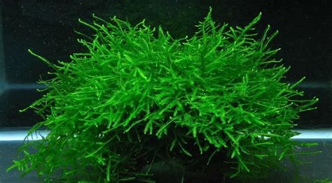 Attaching Java Moss To Decor? My Aquarium Club