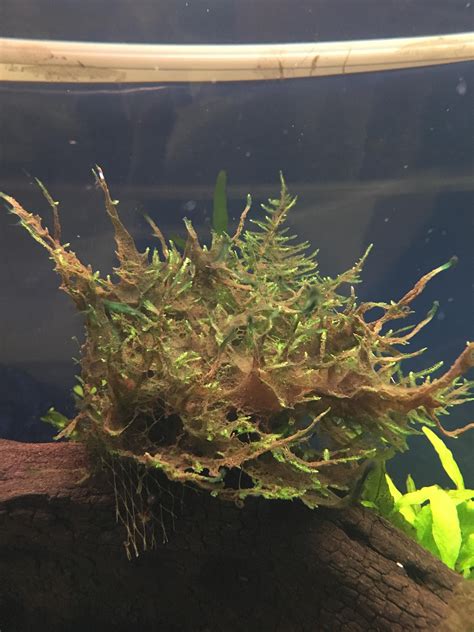 Why is my java moss turning brown? Aquariums