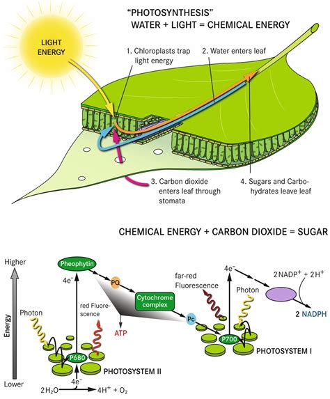 Diagram of the photosynthetic process Photosynthesis lessons