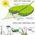 where to search local rrl photosynthesis process picture