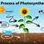 where to search local rrl photosynthesis process step