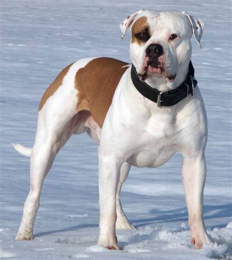 where are american bulldogs from