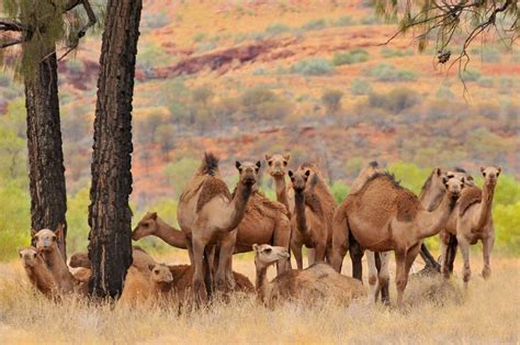 where are camels found in australia