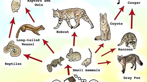 where are cats on the food chain
