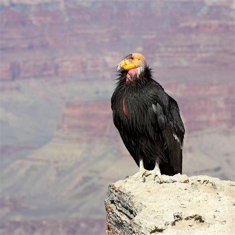 where are condors found